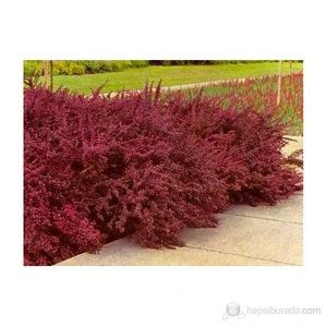 Berberis Thunbergi Attro. - Berberis Fidanı