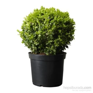 Buxus Sempervirens- Şimşir  Fidanı