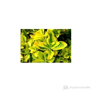 Euonymus Japonica- Taflan Fidanı