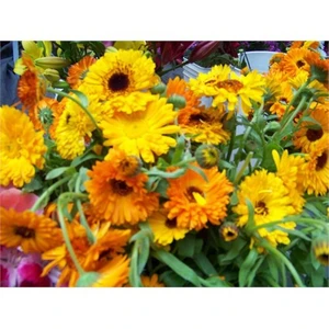 Aynisafa Çiçeği (Calendula Officinal) [Tohhum  Ev Bahçe]