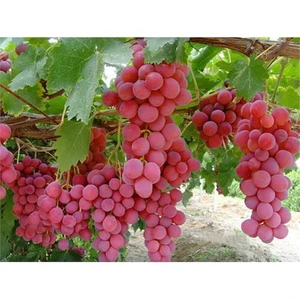 Pembe Gemre Üzümü Tohumu [Tohhum  Ev Bahçe]
