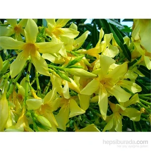 Nerium Oleander-Zakkum Fidanı Sarı