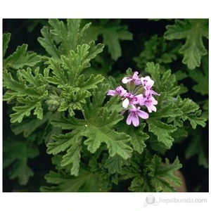 Palergonium Graveolens-Itır