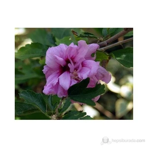 Hibiscus-Ağaç Hatmi