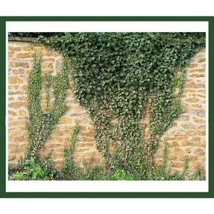 Orman Helix Sarmaşık Bitkisi