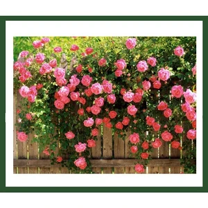 Plantistanbul Sarmaşık Gül Fidanı Pembe