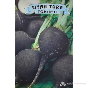 Siyah Turp
