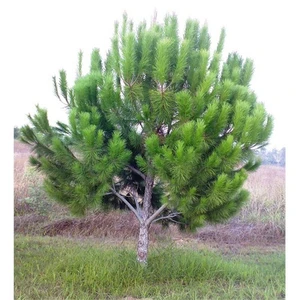 Pinus Pinea Fıstık Çamı Fidanı 40-60 Cm, Tüplü