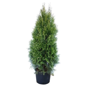 Thuja Occidentalis Smaragd Smargat Mazı Fidanı