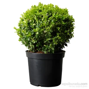 Buxus Sempervirens Şimşir Fidanı, Saksıda