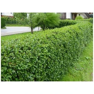 Ligustrum Japonicum Kurtbağrı Fidanı, Saksıda