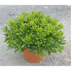 Pittosporum, Saksıda