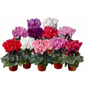 Cyclamen Sıklamen, Saksıda