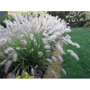 Fidanistanbul Gümüş Otu Pennisetum villosum Cream Falls, Saksıda