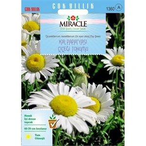 Miracle Tohum Krizantem Kır Papatyası Çiçeği Tohumu (750  Tohum)