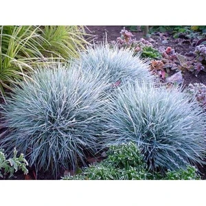 Festuca Glauca Mavi Yumak Otu, Saksıda