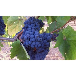 Asma Üzüm Fidanı Kalecik Karası, Aşılı, Tüplü