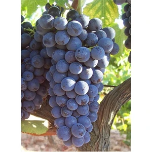 Asma Üzüm Fidanı Syrah (Sirah) Tüplü