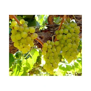 Asma Üzüm Fidanı Chardonnay (Şardone) Tüplü