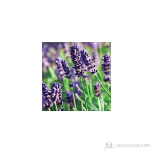 Saksında Lavanta Lavandula İntermedia İthal