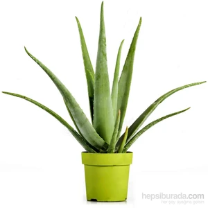 Aloe Vera Bitkisi Fidesi