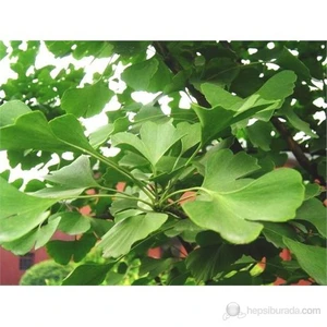 Ginkgo Biloba Fidanı