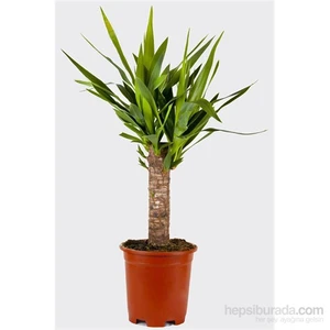 Cumba Dünyası Yucca 30 Cm ( Saksılı Çiçek )