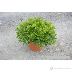 Pittosporum Tobira Nana (Pitosporum) Fidanı