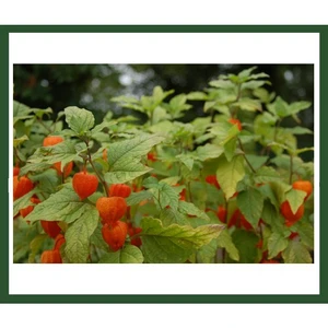 Altın Çilek Fidanı