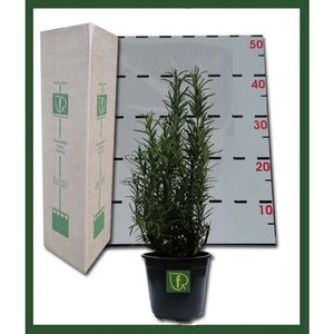 Fidanİstanbul Biberiye Officinalis Arp Fidanı