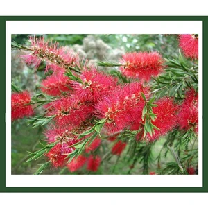 Callistemon Leavis (Fırça Çalısı) Fidanı