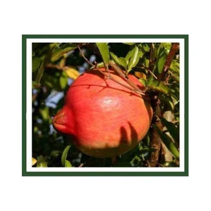 Çekirdeksiz Nar Fidanı