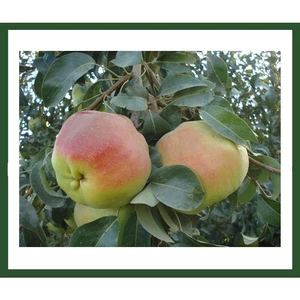 Armut Deveci Fidanı