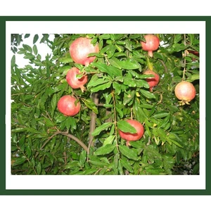 Devedişi Nar Fidanı