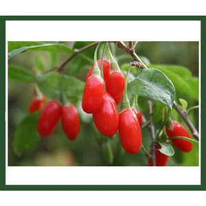 Goji Berry Fidanı