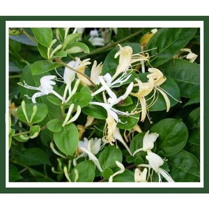 Lonicera Caprifolium (Hanımeli) Fidanı