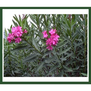 Nerium Oleander (Pembe Çiçekli Zakkum) Fidanı