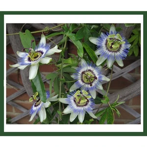 Passiflora Caerulea (Çakıfelek) Fidanı