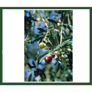 Zeytin Fidanı