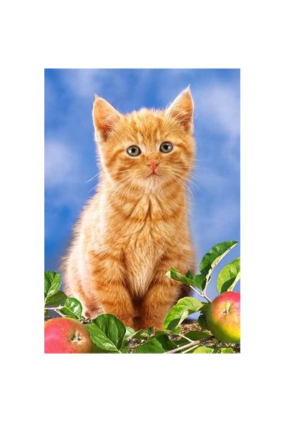 Castorland Çocuk Kitten Witch Apples (60 Parça)
