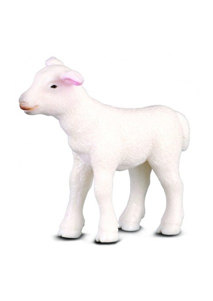 Lamb (S)