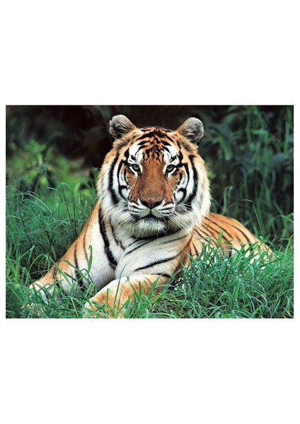 500 Parça Puzzle Tiger's Daze