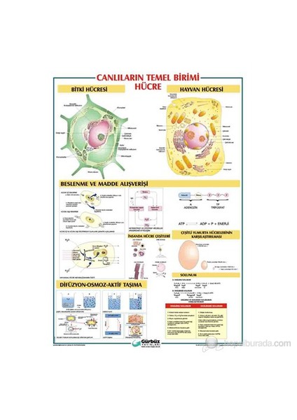 Canlıların Temel Birimi Hücre Levhası 70x100 Cm 33013