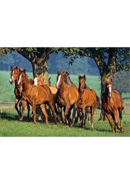 Puzzle Quarter Horses (1500 Parça)