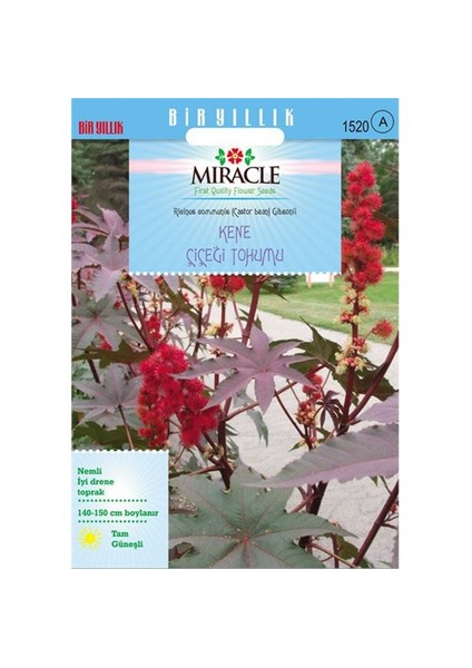 Miracle Tohum Gibsonii Kene (Castor Bean) Çiçeği Tohumu (5  Tohum)