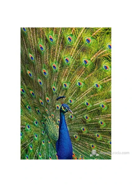 1000 Parçalık Puzzle Peacock