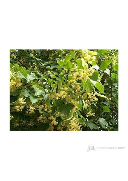 Ihlamur Fidanı Tilia Tomentosa 60-80 Cm