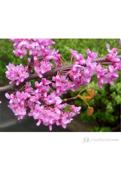 Fidanistanbul Erguvan Fidanı Cercis siliquastrum, 30-40 cm, Saksıda