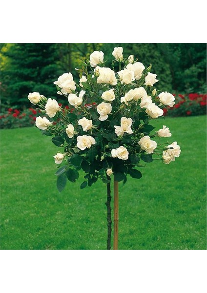 Fidanistanbul Baston Gül Fidanı Beyaz Rosa ad alberello White, 120 cm, Saksıda