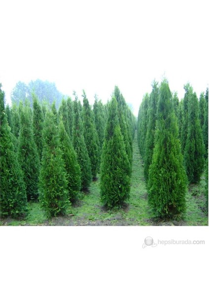Piramit Mazı Thuja Fidanı 40-60Cm fiyatları